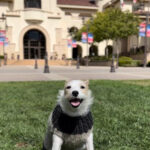 Temecula to host Rescue with Ribsy: Pet Expo Event