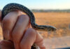 Gopher snakes prepare for winter
