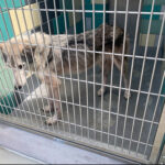 Wolf hybrids find sanctuary in Arizona