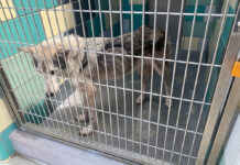 Wolf hybrids find sanctuary in Arizona