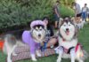 Dog Daze applauds costumed pets at annual event