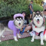 Dog Daze applauds costumed pets at annual event