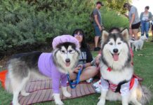 Dog Daze applauds costumed pets at annual event