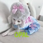 Pet costume photo contest to benefit animal sanctuary