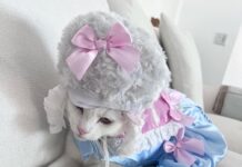 Pet costume photo contest to benefit animal sanctuary