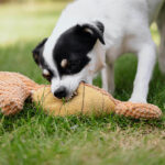 Mini menaces: Expert warns California dog owners of the increasing legal risks of small dog bites