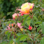 Rose Care FUNdamentals November 2024 Roses