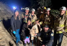 Miniature horse rescued from well