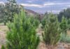 A new Christmas tree farm opens in Temecula