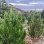 A new Christmas tree farm opens in Temecula