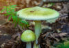 Foraging for wild mushrooms can lead to the ER, warns California Poison Control System