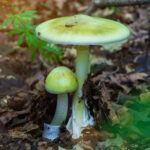 Foraging for wild mushrooms can lead to the ER, warns California Poison Control System