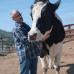 The Farm Sanctuary Movement: A Growing Vision of Compassion