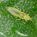 Rose Care FUNdamentals for December 2024