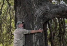 SAGE Society to host presentation ‘Oak Trees Are Keystone Trees’