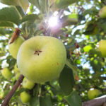 Knöppelåsen to host fruit tree grafting class Feb. 1