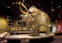 New research finds differences and similarities in Pacific Mastodons from WSC paleontologists