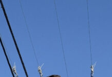 Red, white, and zoom: Patriotic photographer captures stunning bald eagle shots