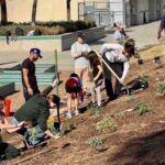 Native plants/pollination garden planted at elementary school in Murrieta