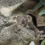 San Diego Zoo welcomes female koala joey and celebrates a century of koala conservation