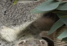 San Diego Zoo welcomes female koala joey and celebrates a century of koala conservation