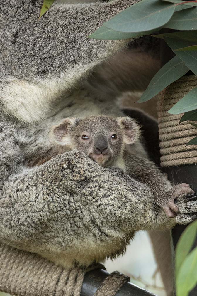 02-28-25-REGIONAL-Koala born at San Diego Zoo-Cphotos-1