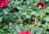 Rose Care FUNdamentals for March 2025