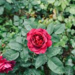 Rose Care FUNdamentals for March 2025