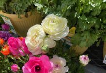 A rainbow of ranunculus flowers can be found in Carlsbad