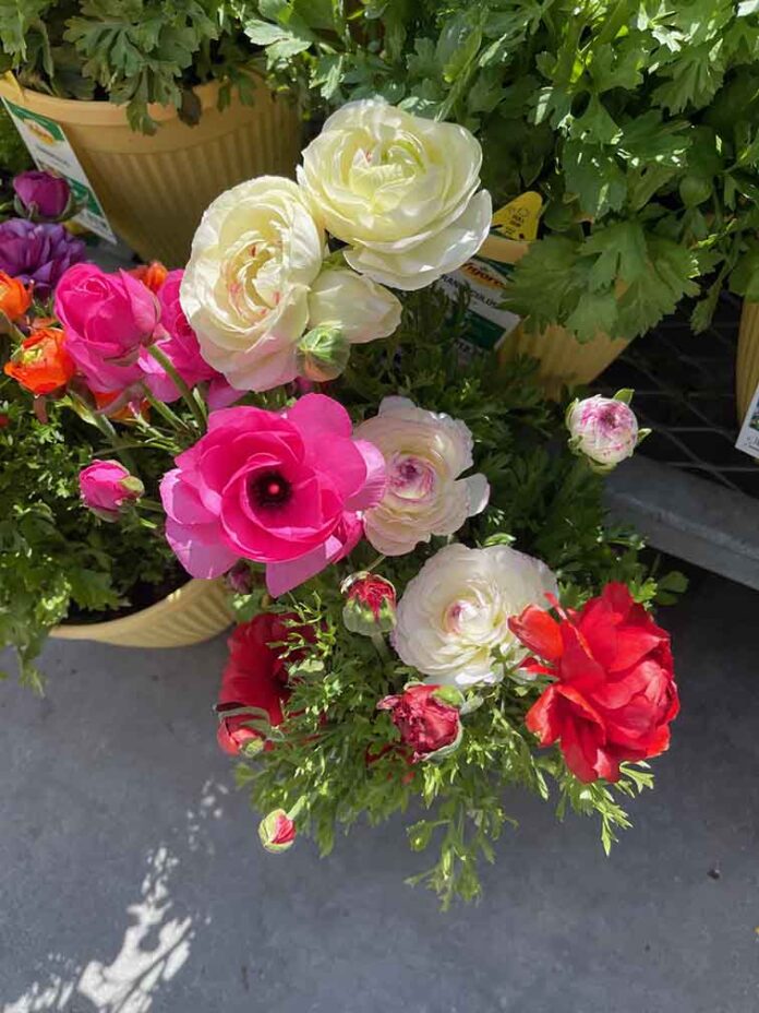 03-14-25-H&G-A rainbow of ranunculus flowers-RBphotos-1