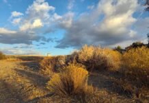 Lake Riverside resident captures beauty through lens of smartphone cameras