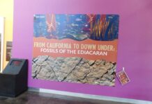 New fossil exhibit opens at Western Science Center museum in Hemet