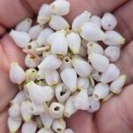 Knöppelåsen to present Ethnobotany with a Native American Perspective