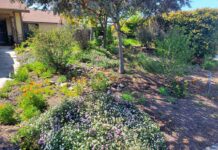 Lush landscapes with less water