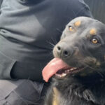 ‘Barkchella’ free pet adoptions starting at All RivCo Animal Shelters