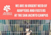 San Jacinto Animal Campus in crisis capacity: Fosters and adopters needed