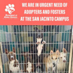 San Jacinto Animal Campus in crisis capacity: Fosters and adopters needed