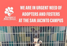 San Jacinto Animal Campus in crisis capacity: Fosters and adopters needed