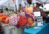 Rainbow’s Protea Festival offers a colorful day out for all ages