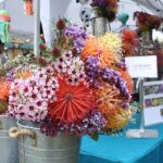 Rainbow’s Protea Festival offers a colorful day out for all ages