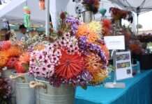 Rainbow’s Protea Festival offers a colorful day out for all ages