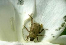 Spring weather brings diseases and pests to rose bushes