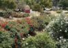 Rose Haven Heritage Garden is entering full bloom