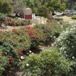 Rose Haven Heritage Garden is entering full bloom
