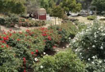 Rose Haven Heritage Garden is entering full bloom