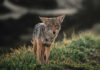 Ranchers turn to prevention, technology to protect livestock from coyotes