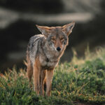 Ranchers turn to prevention, technology to protect livestock from coyotes