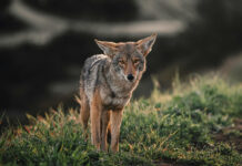 Ranchers turn to prevention, technology to protect livestock from coyotes