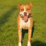 Riverside Animal Services joins BISSELL Pet Foundation for free adoptions