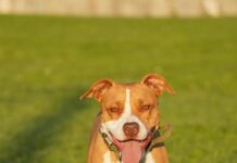 Riverside Animal Services joins BISSELL Pet Foundation for free adoptions